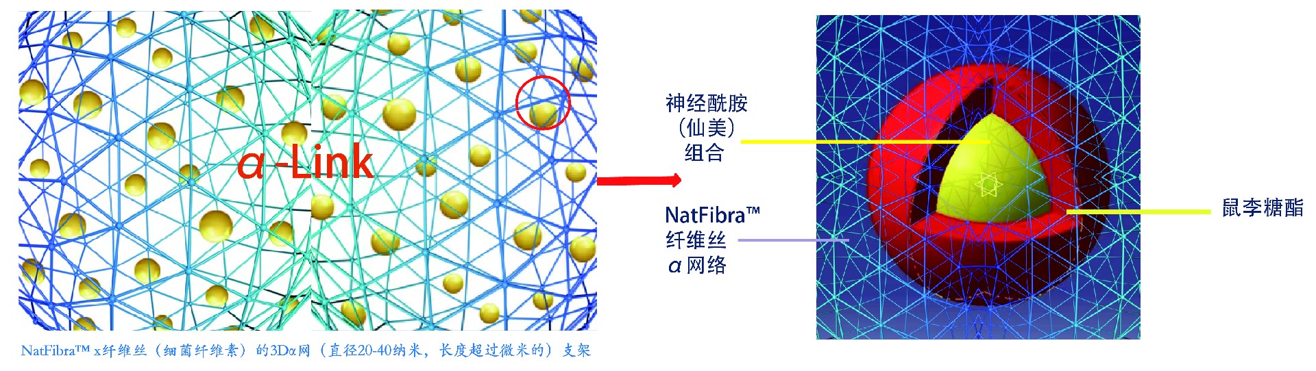 1699838738212939.jpg 神经酰胺图-01-01-01.jpg